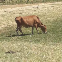 سلام گاومحلی خوب وجوان
