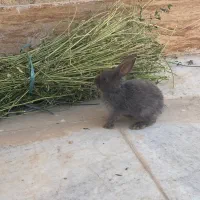 خرگوش نسل دار