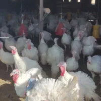 فروش ویژه بوقلمون (زنده و گوشت تازه کشتار روز)|خوردنی و آشامیدنی|تربت‌حیدریه, ۴۵ متری|دیوار