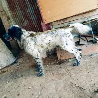 سگ شکاری سیتر انگلیس