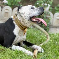 پر انرژی پ رطاغت