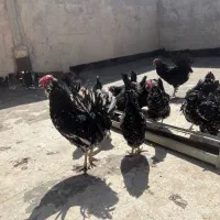 تخم مرغ گلین+جوجه گلین|حیوانات مزرعه|شهرکرد, |دیوار