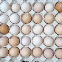 تخم مرغ محلی