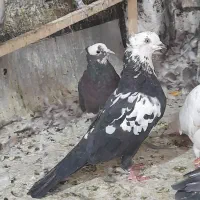 کفتر پرشی