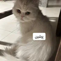 واگذاری گربه پرشین|گربه|شاهرود, |دیوار