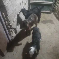 بیگ بز|حیوانات مزرعه|دزفول, |دیوار