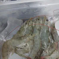 میگو پرورشی صادراتی درجه یک|عمدهفروشی|بندرعباس, |دیوار