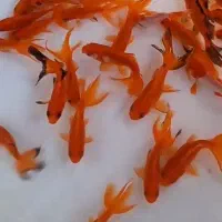 ماهی تلسکوپی قرمز