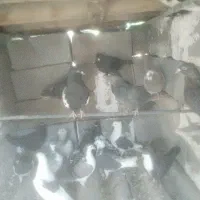 کبوتر