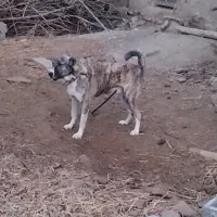 واگذاری سک گله اصیل، آماده نگهبانی|سگ|مشهد, نظام دوست|دیوار