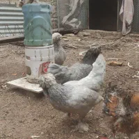 اهواز بازدید سوسنگرد