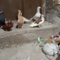 صید|پرنده|مشهد, کاظم آباد پنجشنبه|دیوار