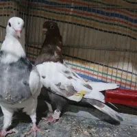 کبوتر سینه ای|پرنده|بروجن, |دیوار