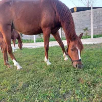 مادیان عرب پنج نشان|اسب و تجهیزات اسب‌سواری|سنگر, |دیوار