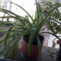 تعدادی گل شاداب حسن یوسف و اپارتمانی بفروش میرسد|گل و گیاه طبیعی|سمنان, |دیوار