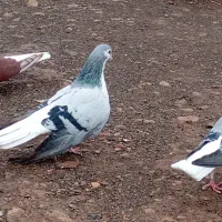 ساده سبز|پرنده|زبرخان, |دیوار