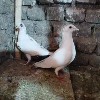 اسباب بازی کفتر|اسباب‌بازی بچه|تربت‌حیدریه, پائین ولایت|دیوار