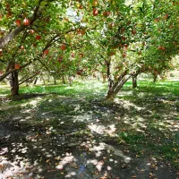 باغ گلبهار آبقد تهاترومعاوضه|فروش زمین و ملک کلنگی|گلمکان, |دیوار