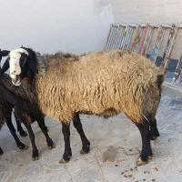 قوچ شالی|حیوانات مزرعه|قزوین, |دیوار