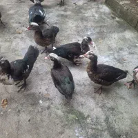 فروش اردک اسرائیلی