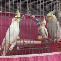 عروس هلندی|پرنده|فولادشهر, مسکن مهر فولادشهر|دیوار