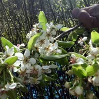 نهال میوه اصلاح شده باردهی از سال اول|خدمات باغبانی و درختکاری|رشت, آب آسیاب|دیوار