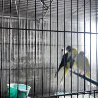 قناری فر|پرنده|مبارکه, |دیوار