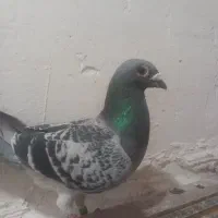 کبوتر دورگ پلاکی|پرنده|سرخنکلاته, |دیوار