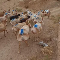 میش چینی بره