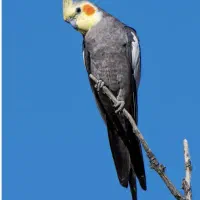 عروس هلندی