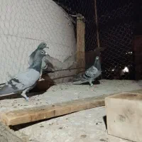 کبوتر سبز ورنگه|پرنده|زاهدان, |دیوار