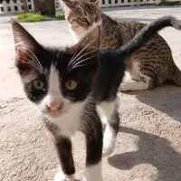 ۳ماهه|گربه|آستانه اشرفیه, |دیوار