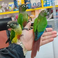 طوطی سانان|پرنده|بوکان, |دیوار