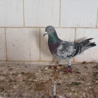 کبوتر پلاکی نر مسابقات پیگو