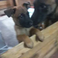 سگ گارد|سگ|گرمدره, |دیوار