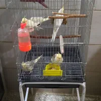 قفس