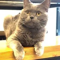 گمشده|حیوانات|پردیس, فاز ۲|دیوار