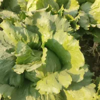 ورامین کاهو|خدمات باغبانی و درختکاری|ورامین, قويينک زهری|دیوار