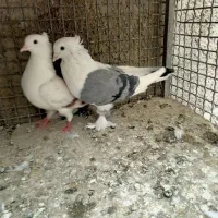 کفتر نقش تزیینی