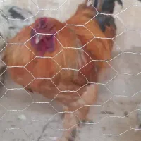 برهما  بلوبوف   اصل