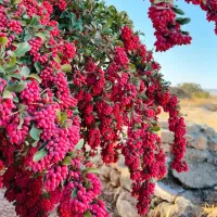 همکار خانم به عنوان فروشنده