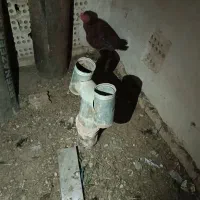 خروس|حیوانات مزرعه|تربت‌حیدریه, شهرک ولیعصر|دیوار