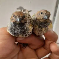 جوجه گلبسر و سهره|پرنده|فسا, |دیوار