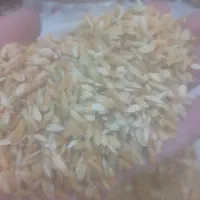 چلتوک چمپا خانمیرزا