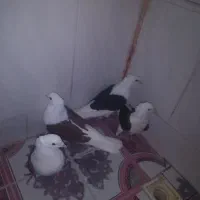 کبوتر دره شهر