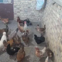 مرغ وخروس|حیوانات مزرعه|حسین آباد, |دیوار