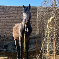 فروش اسب نریون