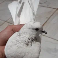 ماده کلدار