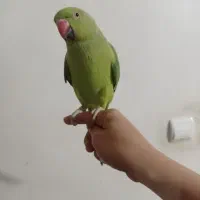 طوطی ملنگو حلقه پا ماده مست مست|پرنده|چهاردانگه (تهران), |دیوار