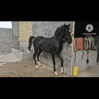 اسب|اسب و تجهیزات اسب‌سواری|لامرد, |دیوار
